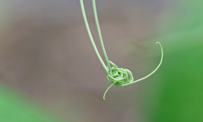 DSC04217