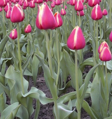 tulips_009