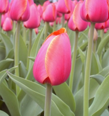 tulips_024