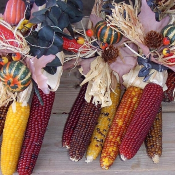 corn800x600
