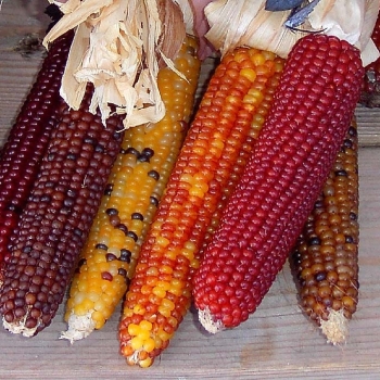 corn800x6003