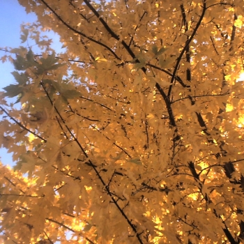 fall01