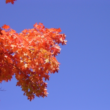 fall03