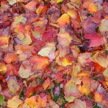 leaves