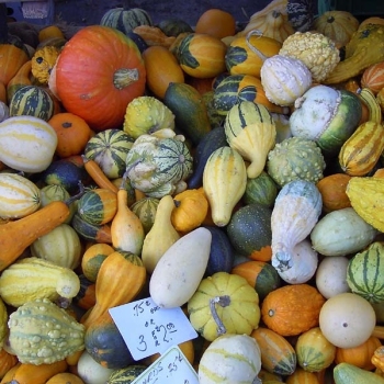 pumpkins800x600