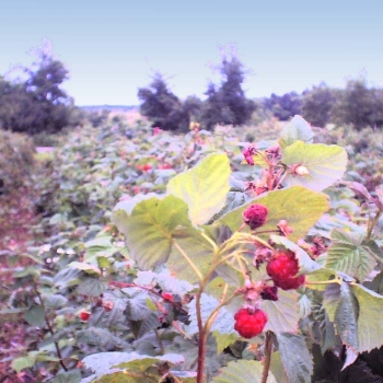raspberry