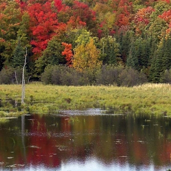 reflection