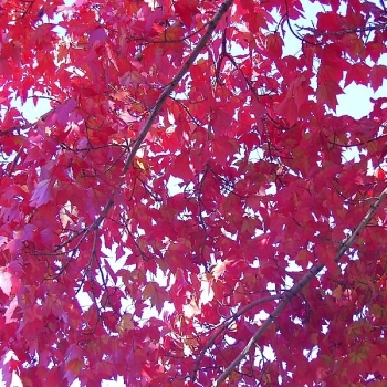 simplyred