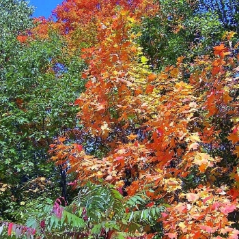 tree800x600