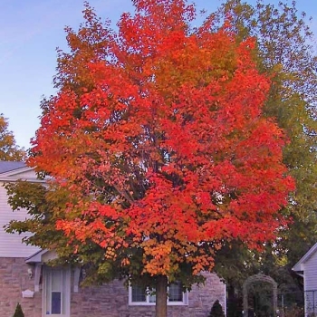 tree800x6002
