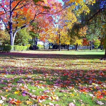 trees
