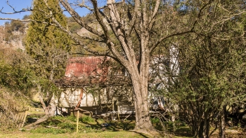 Tenterfield