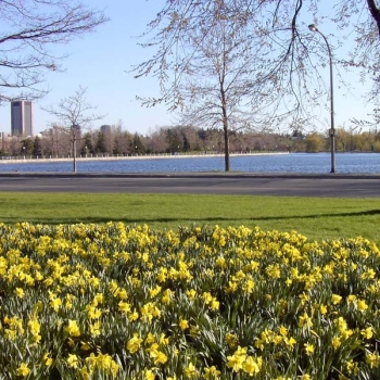 daffodilsatdowslake