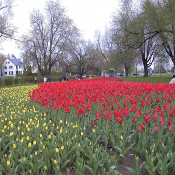 tulips_001