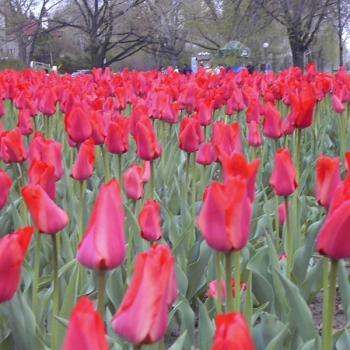 tulips_002