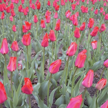 tulips_003