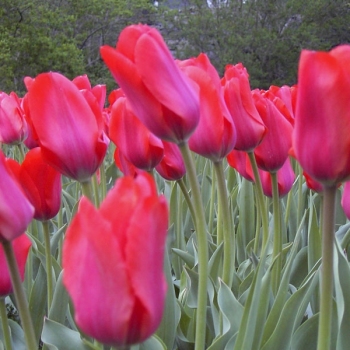 tulips_004