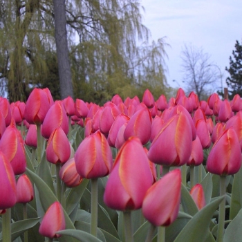 tulips_005