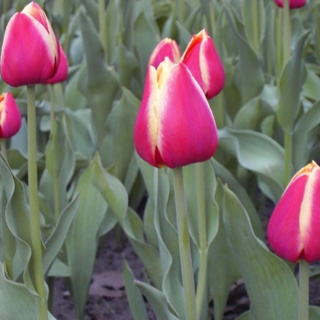 tulips_008