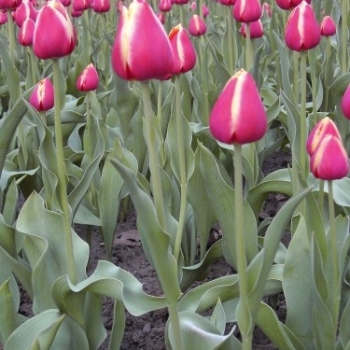 tulips_009