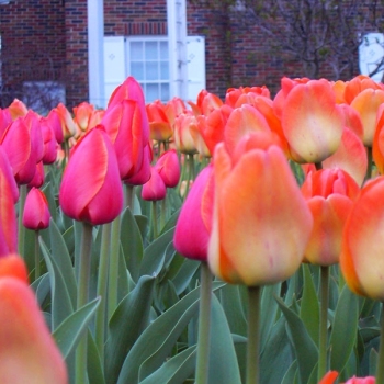 tulips_013