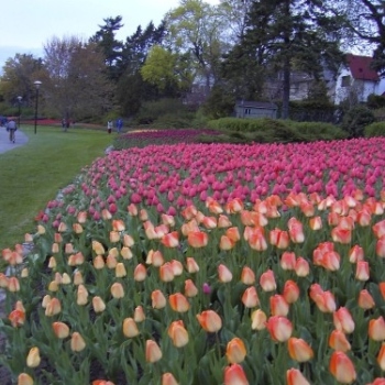 tulips_014