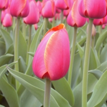 tulips_024