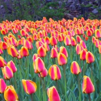 tulips_029