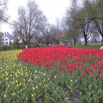 tulips_035