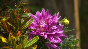 DSC05505