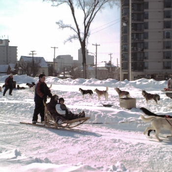 samdogsled