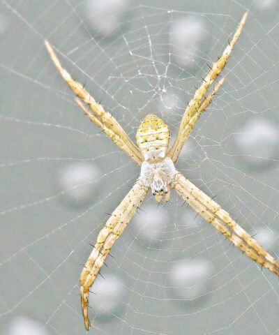 Even more macro photography