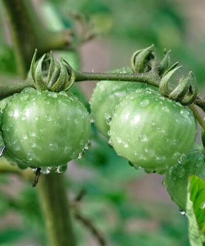 Plant portraits and the catadioptric lens