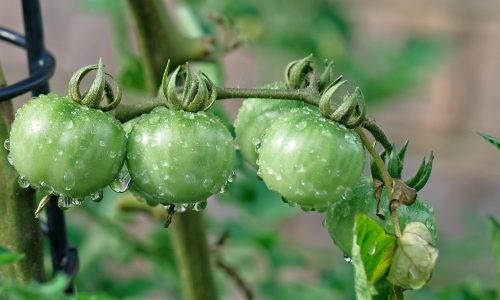 Plant portraits and the catadioptric lens